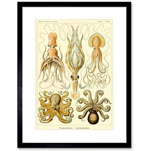 Wee Blue Coo Nature Ernst Haeckel Octopus Biology Germany Picture Framed Wall Art Print Wee Blue Coo Nature Ernst Haeckel Octopus Biology Germany Picture Framed Wall Art Print
