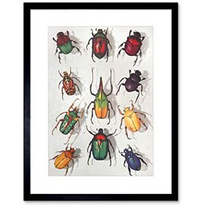 Wee Blue Coo Scientific Beetles Insect Colourful Framed Wall Art Print Wee Blue Coo Scientific Beetles Insect Colourful Framed Wall Art Print