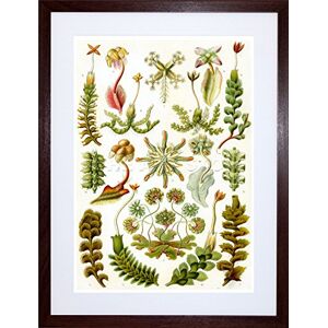 Wee Blue Coo Nature Biology Plant Ernst Haeckel Germany Picture Framed Wall Art Print Wee Blue Coo Nature Biology Plant Ernst Haeckel Germany Picture Framed Wall Art Print