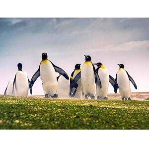 Wee Blue Coo Photograph Nature Animal Group King Penguins Falkland Art Print Poster Wall Decor 12X16 Inch Wee Blue Coo Photograph Nature Animal Group King Penguins Falkland Art Print Poster Wall Decor 12X16 Inch
