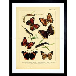 Wee Blue Coo Painting Insect Deuchert Moths Butterfly Plate 8 Variety Framed Wall Art Print Wee Blue Coo Painting Insect Deuchert Moths Butterfly Plate 8 Variety Framed Wall Art Print