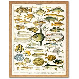 Artery8 Millot Encyclopedia Page Variety Sea Fish Art Print Framed Poster Wall Decor 12x16 inch Artery8 Millot Encyclopedia Page Variety Sea Fish Art Print Framed Poster Wall Decor 12x16 inch