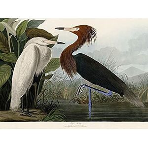 Artery8 Audubon Birds Purple Heron Painting Unframed Wall Art Print Poster Home Decor Premium Artery8 Audubon Birds Purple Heron Painting Unframed Wall Art Print Poster Home Decor Premium