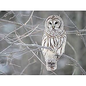 Fine Art Prints Mdf Barred Owl Bird Tree Nature Photo Art Print Canvas Premium Wall Decor Poster Mural Fine Art Prints Mdf Barred Owl Bird Tree Nature Photo Art Print Canvas Premium Wall Decor Poster Mural