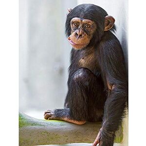 Wee Blue Coo Animal Monkey Cute Baby Chimp Art Print Poster Wall Decor 12X16 Inch Wee Blue Coo Animal Monkey Cute Baby Chimp Art Print Poster Wall Decor 12X16 Inch