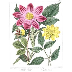 Fine Art Prints Flower Purple And Yellow Dahlia Large Wall Art Print Canvas Premium Poster Fine Art Prints Flower Purple And Yellow Dahlia Large Wall Art Print Canvas Premium Poster