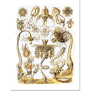 Wee Blue Coo 6th Plate Ernst Haeckel Kunstformen Der Natur Tubulariae Large Framed Art Print Poster Wall Decor 18x24 inch Wee Blue Coo 6th Plate Ernst Haeckel Kunstformen Der Natur Tubulariae Large Framed Art Print Poster Wall Decor 18x24 inch
