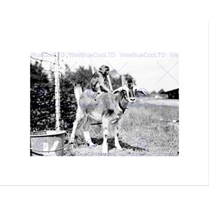 Wee Blue Coo Vintage Y Chained Moneky Riding Goat New Wall Art Print Wee Blue Coo Vintage Y Chained Moneky Riding Goat New Wall Art Print