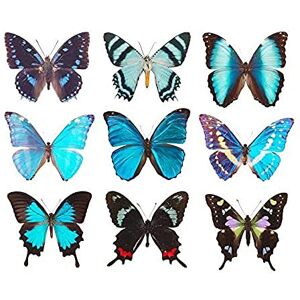 Artery8 Nine types Butterflies Butterfly Collection Various Colourful Art Print Canvas Premium Wall Decor Poster Mural Artery8 Nine types Butterflies Butterfly Collection Various Colourful Art Print Canvas Premium Wall Decor Poster Mural