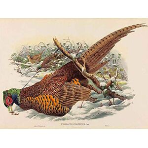 Wee Blue Coo John Gould W Hart British Ring Necked Pheasant Zoology Art Print Poster Wall Decor 12X16 Inch Wee Blue Coo John Gould W Hart British Ring Necked Pheasant Zoology Art Print Poster Wall Decor 12X16 Inch