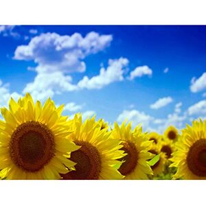 Wee Blue Coo Bumblebeaver PHOTO NATURE PLANT FLOWER SUNFLOWER FIELD YELLOW BLUE SKY 30x40 cms POSTER PRINT BMP11702 Wee Blue Coo Bumblebeaver PHOTO NATURE PLANT FLOWER SUNFLOWER FIELD YELLOW BLUE SKY 30x40 cms POSTER PRINT BMP11702