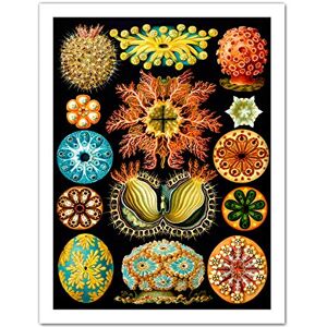 Wee Blue Coo Haeckel Plate 85 Marine Life Artwork Framed Wall Art Print 18X24 Inch Wee Blue Coo Haeckel Plate 85 Marine Life Artwork Framed Wall Art Print 18X24 Inch