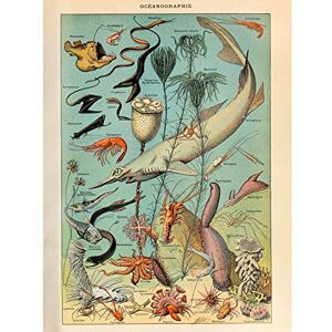 Artery8 Millot Encyclopedia Page Ocean Fish Shark Premium Wall Art Canvas Print 18X24 Inch Artery8 Millot Encyclopedia Page Ocean Fish Shark Premium Wall Art Canvas Print 18X24 Inch