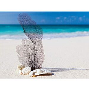 Wee Blue Coo LTD PHOTO SEA SHELLS REEF PLANT SUNNY BEACH WALL ART PRINT PICTURE POSTER HP2745 Wee Blue Coo LTD PHOTO SEA SHELLS REEF PLANT SUNNY BEACH WALL ART PRINT PICTURE POSTER HP2745
