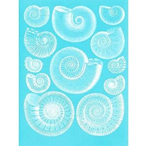 Wee Blue Coo Fossil Sea Ammonites Blue Unframed Wall Art Print Poster Home Decor Premium Wee Blue Coo Fossil Sea Ammonites Blue Unframed Wall Art Print Poster Home Decor Premium