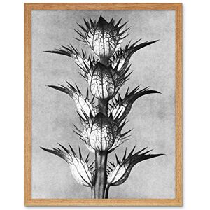 Artery8 Karl Blossfeldt Plant Study Flower Vintage Photo Art Print Framed Poster Wall Decor 12x16 inch Artery8 Karl Blossfeldt Plant Study Flower Vintage Photo Art Print Framed Poster Wall Decor 12x16 inch