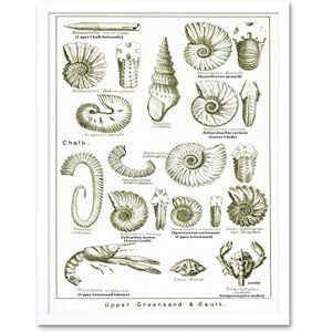 Wee Blue Coo Paintings Book Illustration Crustacean Shellfish Fossil Clay Beach Art Print Framed Poster Wall Decor 12X16 Inch Wee Blue Coo Paintings Book Illustration Crustacean Shellfish Fossil Clay Beach Art Print Framed Poster Wall Decor 12X16 Inch