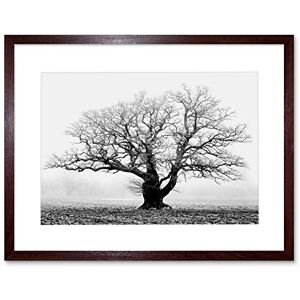 Wee Blue Coo Old Oak Tree Black White Mist Fog Photo Framed Wall Art Print Wee Blue Coo Old Oak Tree Black White Mist Fog Photo Framed Wall Art Print