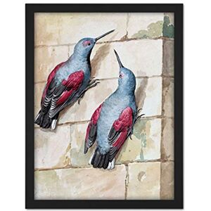 Artery8 Schouman Wallcreeper Birds Blue Purple Drawing Artwork Framed Wall Art Print 18X24 Inch Artery8 Schouman Wallcreeper Birds Blue Purple Drawing Artwork Framed Wall Art Print 18X24 Inch