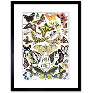 Wee Blue Coo SCIENTIFIC ILLUSTRATION BUTTERFLY MOTH COLOUR DRAWING FRAMED ART PRINT B12X7758 Wee Blue Coo SCIENTIFIC ILLUSTRATION BUTTERFLY MOTH COLOUR DRAWING FRAMED ART PRINT B12X7758