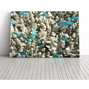 Big Box Art Coral Reef Blue Fish Canvas Print Gallery Wrapped 30mm Frame Wall Art 30x20 inches Ready to Hang Modern Animals Picture Living Room Bedroom Lounge Office Big Box Art Coral Reef Blue Fish Canvas Print Gallery Wrapped 30mm Frame Wall Art 30x20 inches Ready to Hang Modern Animals Picture Living Room Bedroom Lounge Office