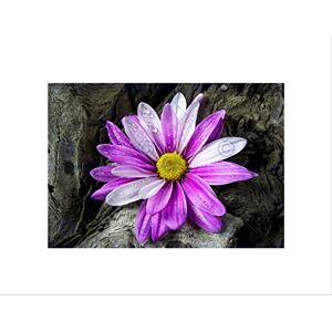 Wee Blue Coo PHOTO NATURE PLANT FLOWER DAISY DRIFTWOOD PINK PURPLE FRAMED ART PRINT B12X8137 Wee Blue Coo PHOTO NATURE PLANT FLOWER DAISY DRIFTWOOD PINK PURPLE FRAMED ART PRINT B12X8137