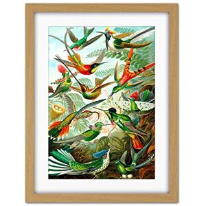Wee Blue Coo Haeckel Plate 99 Hummingbirds Artwork Framed Wall Art Print 18X24 Inch Wee Blue Coo Haeckel Plate 99 Hummingbirds Artwork Framed Wall Art Print 18X24 Inch