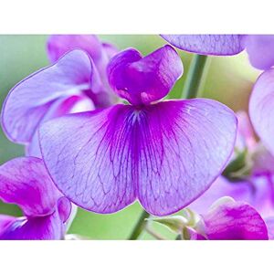 Wee Blue Coo Lilac Pink Sweet Pea Flower Bloom Art Print Poster Wall Decor 12X16 Inch Wee Blue Coo Lilac Pink Sweet Pea Flower Bloom Art Print Poster Wall Decor 12X16 Inch