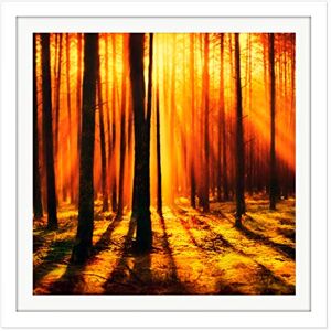 Artery8 Forest Sunset Nature Photograph Square Wooden Framed Wall Art Print Picture 16X16 Inch Artery8 Forest Sunset Nature Photograph Square Wooden Framed Wall Art Print Picture 16X16 Inch
