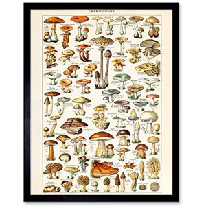Artery8 Millot Encyclopedia Page Mushrooms Fungus Art Print Framed Poster Wall Decor 12x16 inch Artery8 Millot Encyclopedia Page Mushrooms Fungus Art Print Framed Poster Wall Decor 12x16 inch