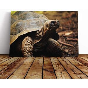 Big Box Art Tortoise Turtle Canvas Print Gallery Wrapped 30mm Frame Wall Art 20x14 inches Ready to Hang Modern Animals Picture Living Room Bedroom Lounge Office Big Box Art Tortoise Turtle Canvas Print Gallery Wrapped 30mm Frame Wall Art 20x14 inches Ready to Hang Modern Animals Picture Living Room Bedroom Lounge Office