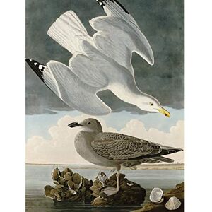 Artery8 Audubon Birds Herring Gull Painting Premium Wall Art Canvas Print 18X24 Inch Artery8 Audubon Birds Herring Gull Painting Premium Wall Art Canvas Print 18X24 Inch