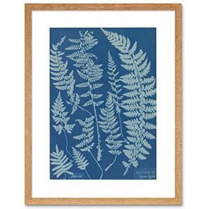 Wee Blue Coo Anna Atkins British Ferns Specimen Cyanotype Framed Wall Art Print Wee Blue Coo Anna Atkins British Ferns Specimen Cyanotype Framed Wall Art Print