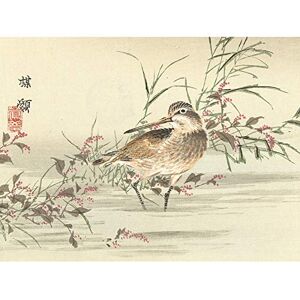 Artery8 Kono Bairei Stream Bird Japanese Woodblock Premium Wall Art Canvas Print 18X24 Inch Artery8 Kono Bairei Stream Bird Japanese Woodblock Premium Wall Art Canvas Print 18X24 Inch