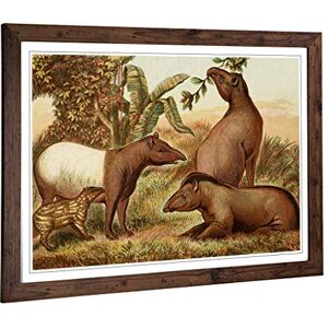 Big Box Art Framed Print of Vintage Natural History Indian & South American Tapirs Design Wall Art Picture Home Decor for Living Room, Bedroom, Office, Walnut, A2 / 24.5x18 Inch / 62x45cm Big Box Art Framed Print of Vintage Natural History Indian & South American Tapirs Design Wall Art Picture Home Decor for Living Room, Bedroom, Office, Walnut, A2 / 24.5x18 Inch / 62x45cm