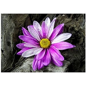 Wee Blue Coo Photo Nature Plant Flower Daisy Driftwood Pink Purple Wall Art Print Wee Blue Coo Photo Nature Plant Flower Daisy Driftwood Pink Purple Wall Art Print
