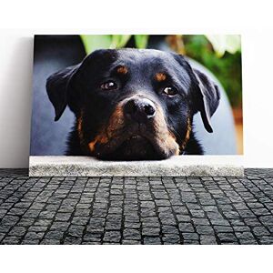 Big Box Art Rottweiler Dog Canvas Print Gallery Wrapped 30mm Frame Wall Art 24x16 inches Ready to Hang Modern Animals Picture Living Room Bedroom Lounge Office Big Box Art Rottweiler Dog Canvas Print Gallery Wrapped 30mm Frame Wall Art 24x16 inches Ready to Hang Modern Animals Picture Living Room Bedroom Lounge Office
