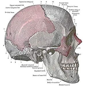 Wee Blue Coo Art Painting Drawing Drawing Diagram Human Skull Anatomy Bone Large Art Print Poster Wall Decor 18x24 inch Wee Blue Coo Art Painting Drawing Drawing Diagram Human Skull Anatomy Bone Large Art Print Poster Wall Decor 18x24 inch