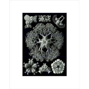 Wee Blue Coo Nature Haeckel Ernst Biology Sea Creature Germany Vintage Art Wall Art Print Wee Blue Coo Nature Haeckel Ernst Biology Sea Creature Germany Vintage Art Wall Art Print