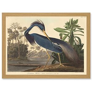 Artery8 Painting Bird Audubon Louisiana Heron Artwork Framed Wall Art Print A4 Artery8 Painting Bird Audubon Louisiana Heron Artwork Framed Wall Art Print A4