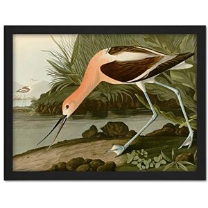 Artery8 Audubon Birds America American Avocet Artwork Framed Wall Art Print 18X24 Inch Artery8 Audubon Birds America American Avocet Artwork Framed Wall Art Print 18X24 Inch