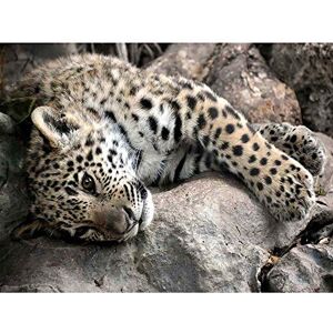 Wee Blue Coo Sleepy Jaguar Big Cat Art Print Poster Wall Decor 12X16 Inch Wee Blue Coo Sleepy Jaguar Big Cat Art Print Poster Wall Decor 12X16 Inch
