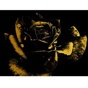 Artery8 Gold Effect Yellow Black Rose Close Up Flora Large Wall Art Poster Print Thick Paper 18X24 Inch Artery8 Gold Effect Yellow Black Rose Close Up Flora Large Wall Art Poster Print Thick Paper 18X24 Inch