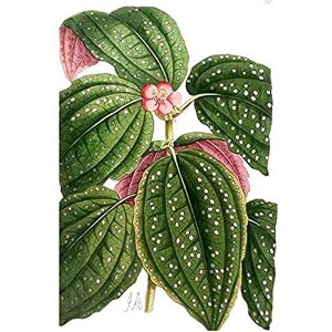 Wee Blue Coo Flower Spotted Leaves Pink Green Unframed Wall Art Print Poster Home Decor Premium Wee Blue Coo Flower Spotted Leaves Pink Green Unframed Wall Art Print Poster Home Decor Premium