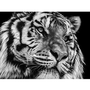 Wee Blue Coo Tiger Close Up Photograph Large Wall Art Print Canvas Premium Poster Wee Blue Coo Tiger Close Up Photograph Large Wall Art Print Canvas Premium Poster