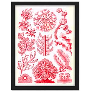 Wee Blue Coo Haeckel Plate 65 Red Algae Artwork Framed Wall Art Print 18X24 Inch Wee Blue Coo Haeckel Plate 65 Red Algae Artwork Framed Wall Art Print 18X24 Inch