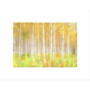 Wee Blue Coo PHOTO NATURE TREES FOREST WOODS SILVER BIRCH WOODLAND FRAMED ART PRINT B12X13341 Wee Blue Coo PHOTO NATURE TREES FOREST WOODS SILVER BIRCH WOODLAND FRAMED ART PRINT B12X13341