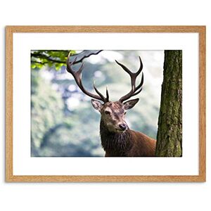 Wee Blue Coo Photo Nature Animal Portrait Deer Stag Antlers Framed Wall Art Print Wee Blue Coo Photo Nature Animal Portrait Deer Stag Antlers Framed Wall Art Print