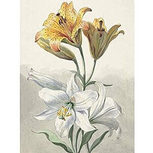 Artery8 Willem Van Leen Yellow And White Lilies Still Life Unframed Wall Art Print Poster Home Decor Premium Artery8 Willem Van Leen Yellow And White Lilies Still Life Unframed Wall Art Print Poster Home Decor Premium