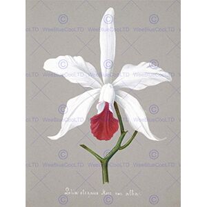 Wee Blue Coo Painting Book Page Orchid Collection Lelia Elegans Wall Art Print Wee Blue Coo Painting Book Page Orchid Collection Lelia Elegans Wall Art Print